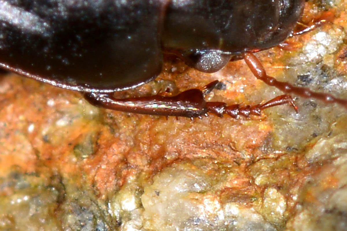 Harpalus anxius  (Carabidae)